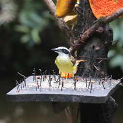 Great Kiskadee